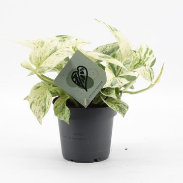 Epipremnum 'Snow Leopard'