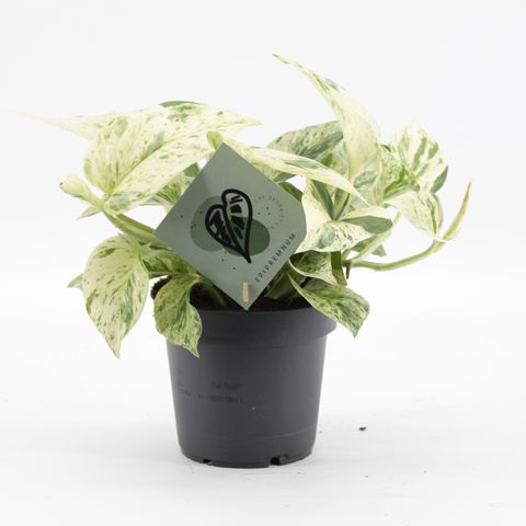 Epipremnum 'Snow Leopard'