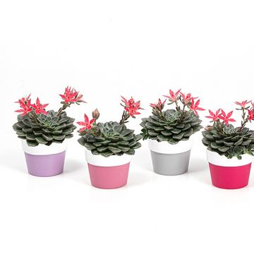 Graptopetalum bellum