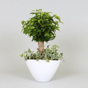 Arrangement Ficus