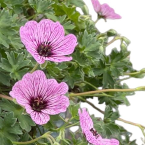 Geranium cinereum 'Ballerina'