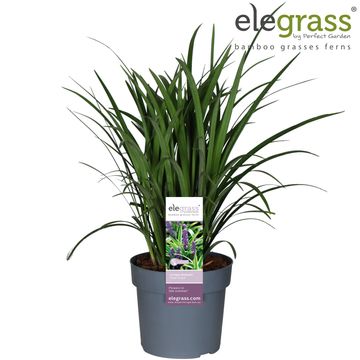 Liriope muscari 'Royal Purple'