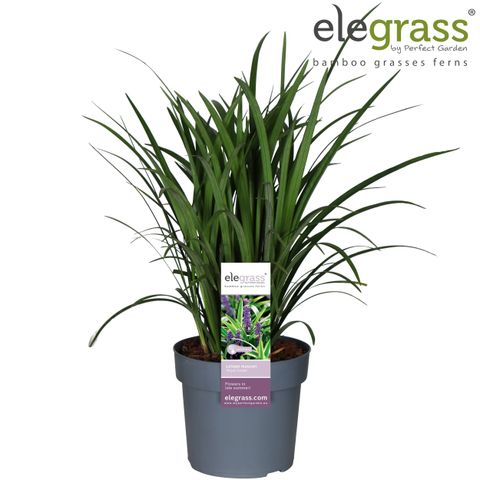 Liriope muscari 'Royal Purple'