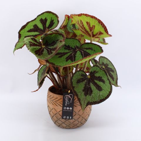 Begonia masoniana