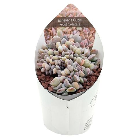 Echeveria 'Cubic Frost Cristata'