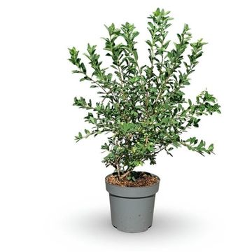 Exochorda racemosa 'Niagara'