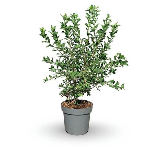 Exochorda racemosa 'Niagara'
