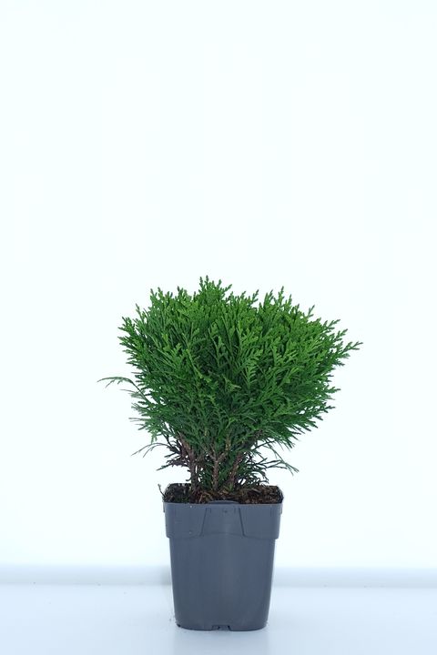 Thuja occidentalis 'Danica'