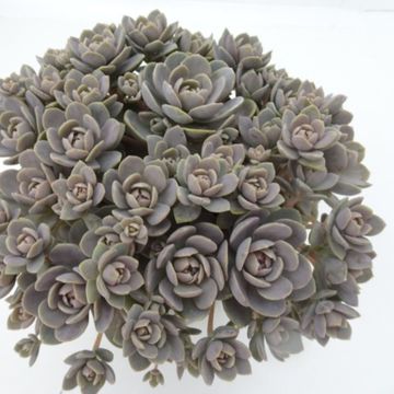 Orostachys