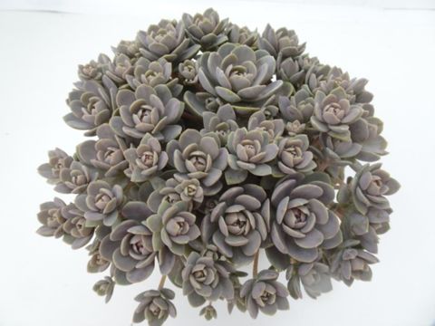 Orostachys