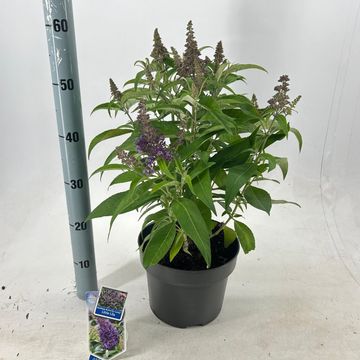 Buddleja davidii BUTTERFLY CANDY LITTLE LILA