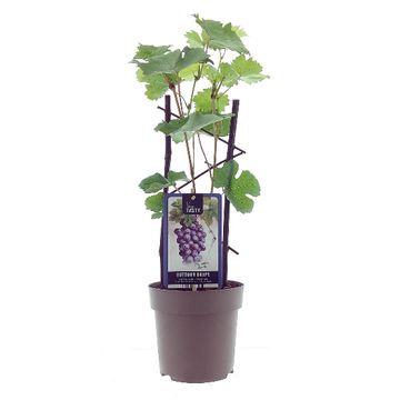 Vitis 'Rondo'