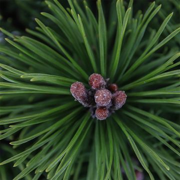 Pinus mugo 'Мопс'