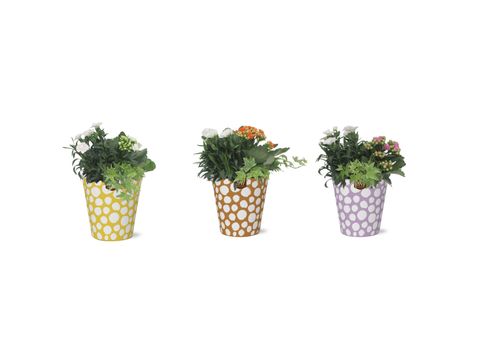 Composizione Houseplants MIX IN POT