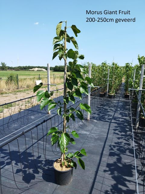 Morus alba 'Giant Fruit' — Plant Wholesale FlorAccess