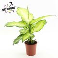 Dieffenbachia 'Bravo'