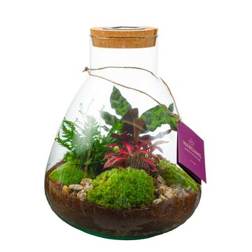 Järjestelyt Terrarium