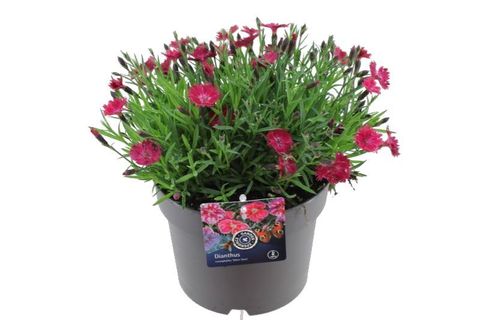 Dianthus gratianopolitanus DIANTINI FLARE