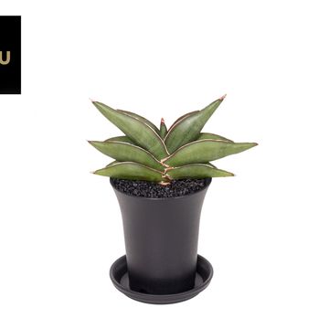 Sansevieria 'Almond Jade'