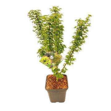 Acer palmatum 'Shishigashira'