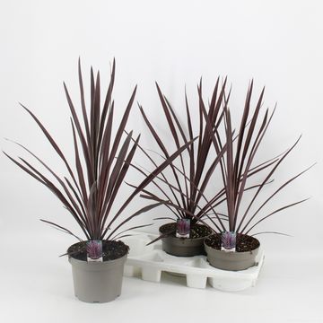 Cordyline australis 'Red Sensation'