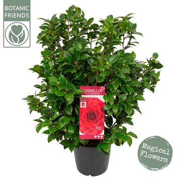 Camellia 'Black Lace'