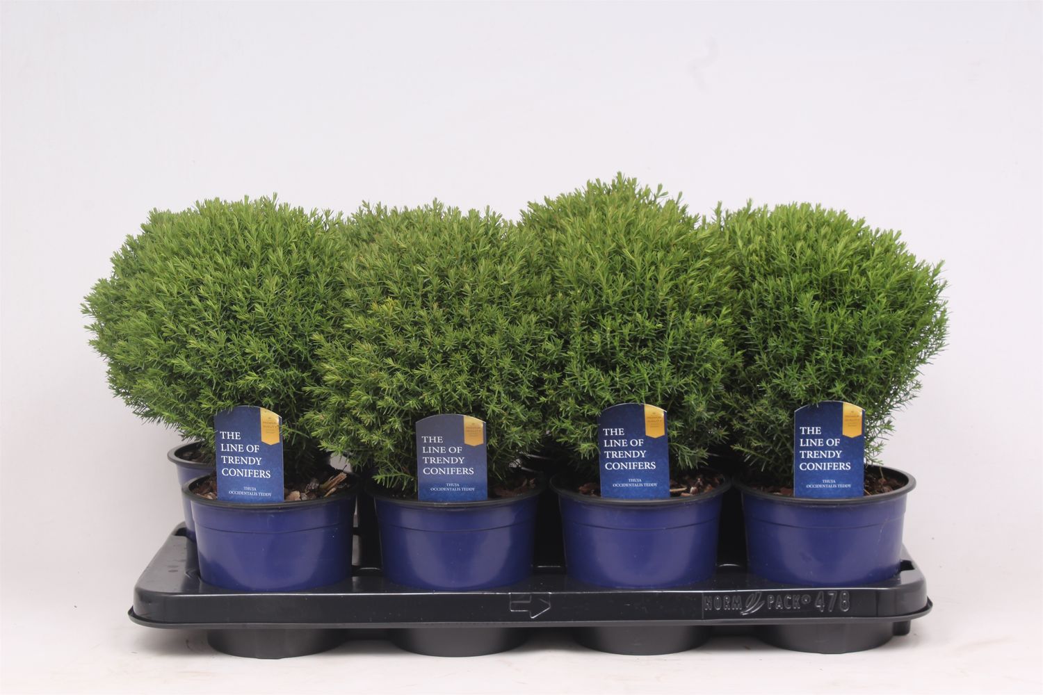 Thuja occidentalis 'Teddy' — Plant Wholesale FlorAccess