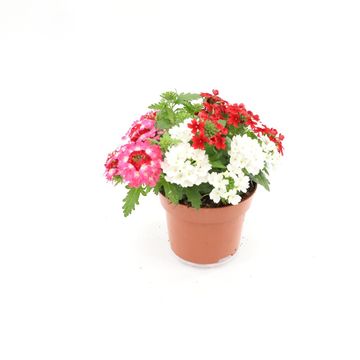 Verbena MIX IN POT