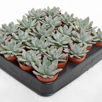 Echeveria 'Pelusida'