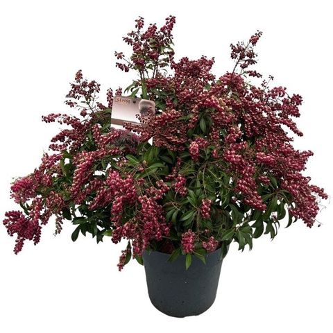 Pieris japonica 'Passion'