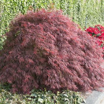 Acer palmatum 'Crimson Queen'