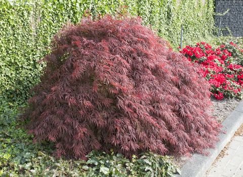 Acer palmatum 'Crimson Queen'