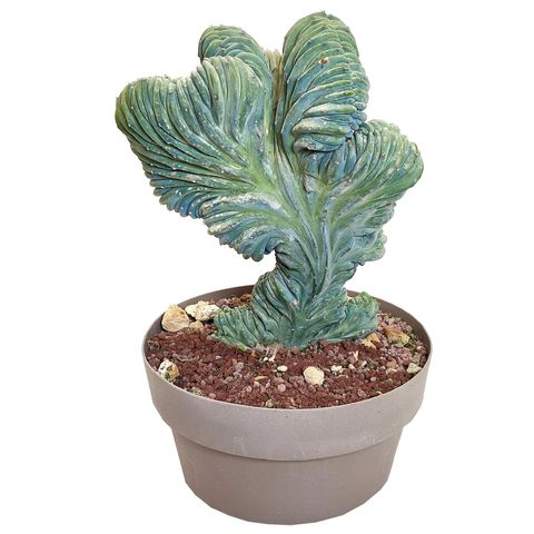 Myrtillocactus geometrizans cristata