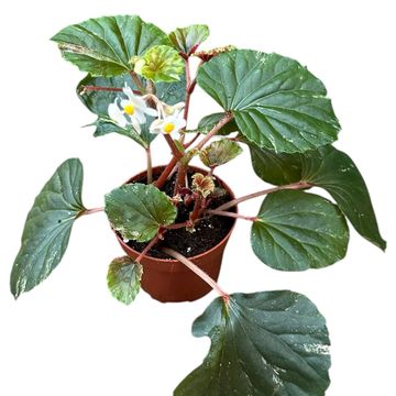 Begonia cucullata