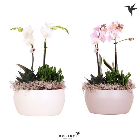 Arrangements Phalaenopsis — Plant Wholesale FlorAccess