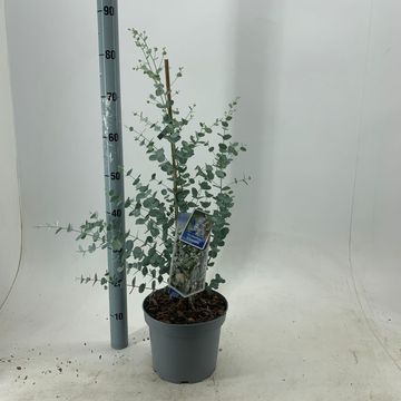 Eucalyptus gunnii SILVERANA