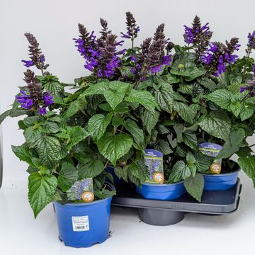 Salvia ROCKIN TRUE BLUE
