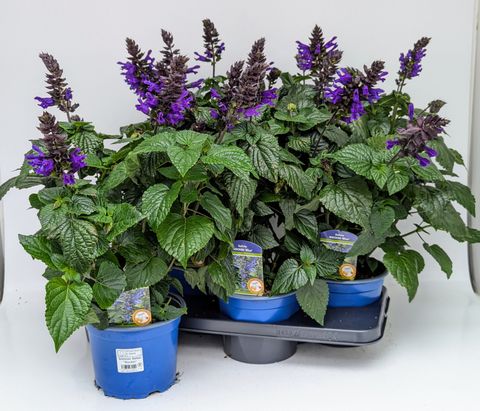 Salvia ROCKIN TRUE BLUE
