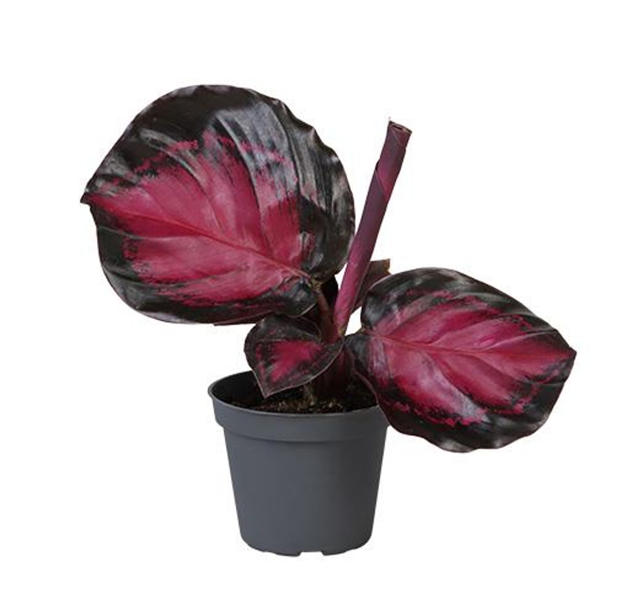 Calathea roseopicta  Plant Wholesale FlorAccess