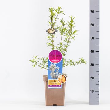 Syringa x persica 'Alba'