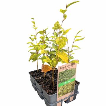 Fagus sylvatica