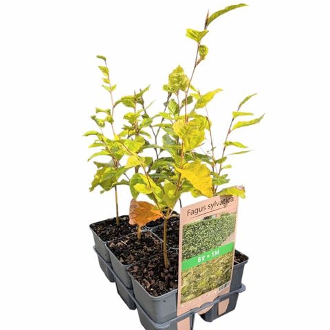 Fagus sylvatica