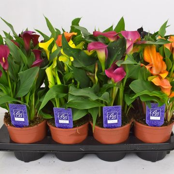 Zantedeschia MIX