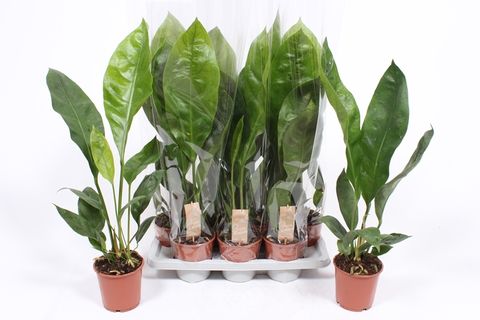 Anthurium ellipticum JUNGLE KING