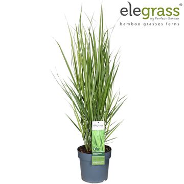 Panicum virgatum 'Northwind'