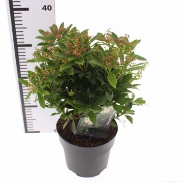 Pieris japonica 'Sarabande'