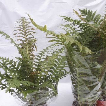 Blechnum brasiliense 'Volcano'