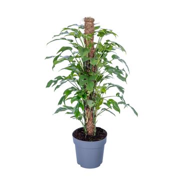 Монстера. minima