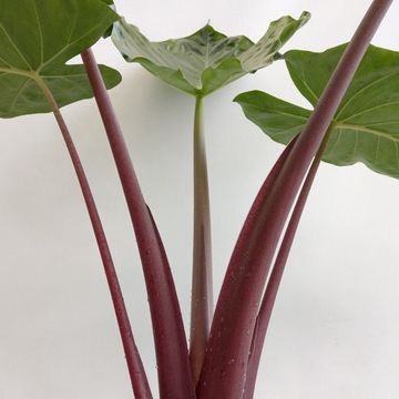 Alocasia 'Imperial Red'