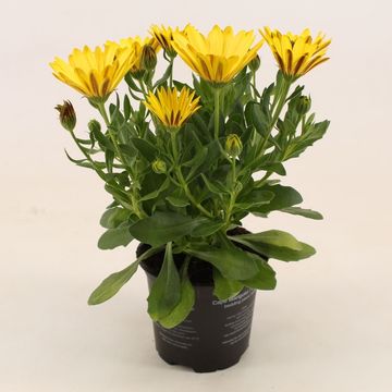 Osteospermum MARGARITA YELLOW